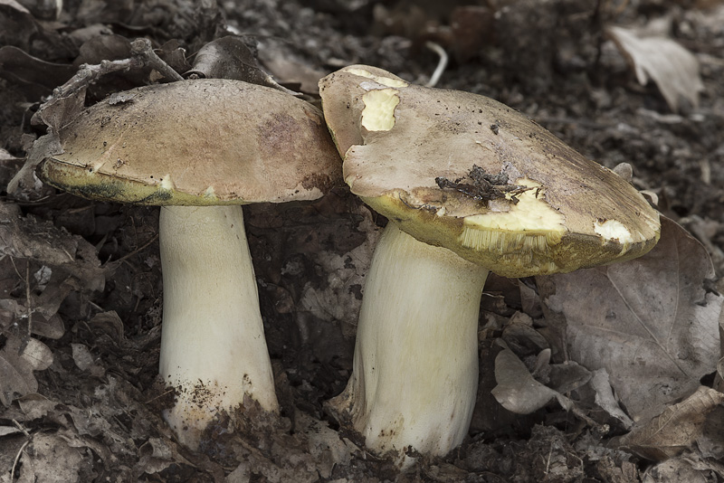 Boletus appendiculatus